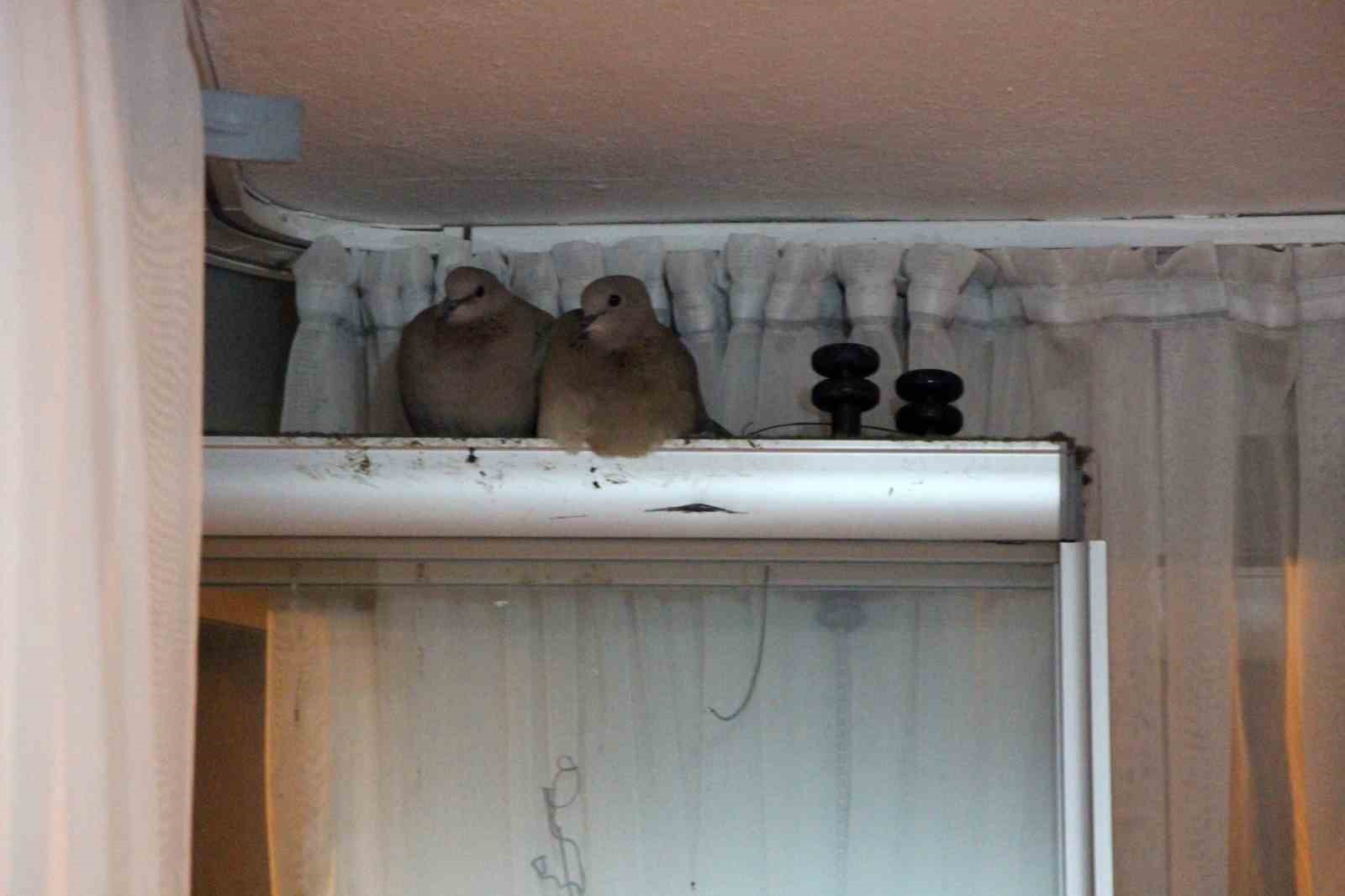 kisin ortasinda balkon camini kapatmiyorlar nedeni ise cifte kumrular 6 3iVeCV91