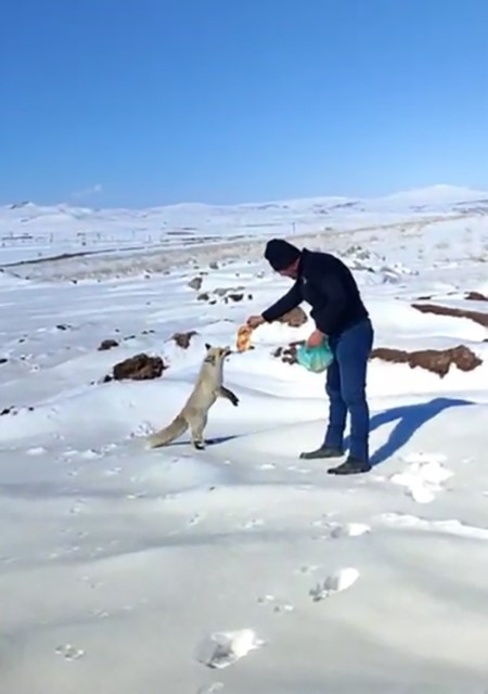 kisin zor gunlerinde tilkiye iscilerden sefkat eli 0 avHhsHer