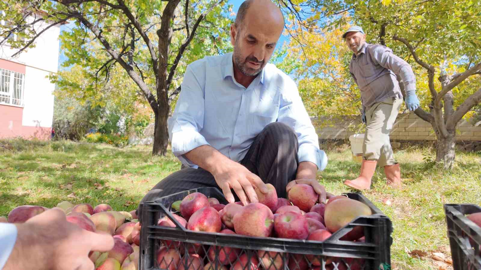 kislik elmalar dallardan indirilmeye baslandi 0 qcTYl4EY