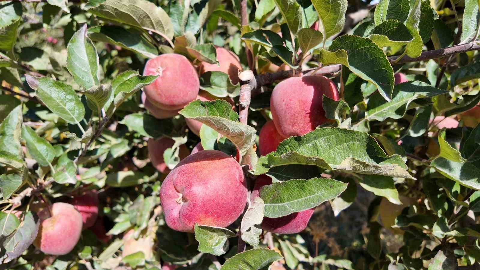 kislik elmalar dallardan indirilmeye baslandi 2 PATaATTS