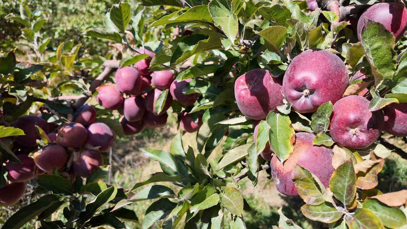 kislik elmalar dallardan indirilmeye baslandi 4 vKDGcrrp