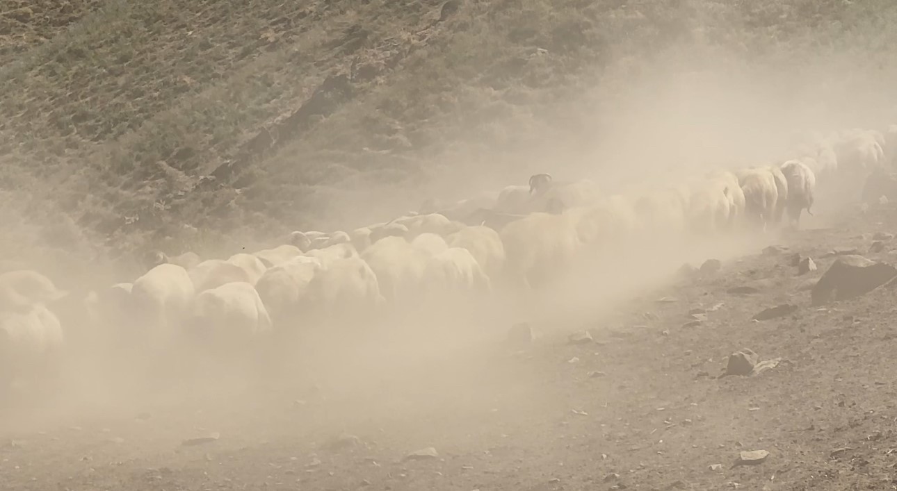 kizgin gunes atinda halayli sut mesaisi berivanlar bakanliktan golgelik istiyor 0 Vch7u2YJ