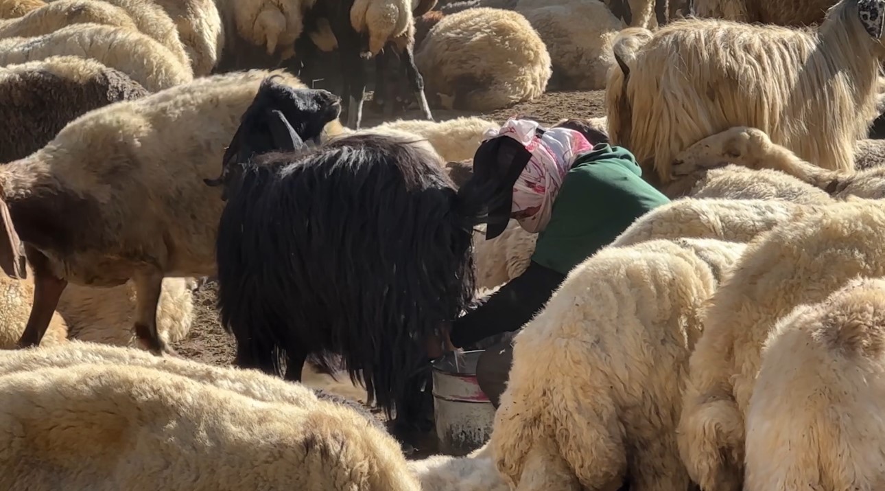 kizgin gunes atinda halayli sut mesaisi berivanlar bakanliktan golgelik istiyor 9 jv9QSDyr
