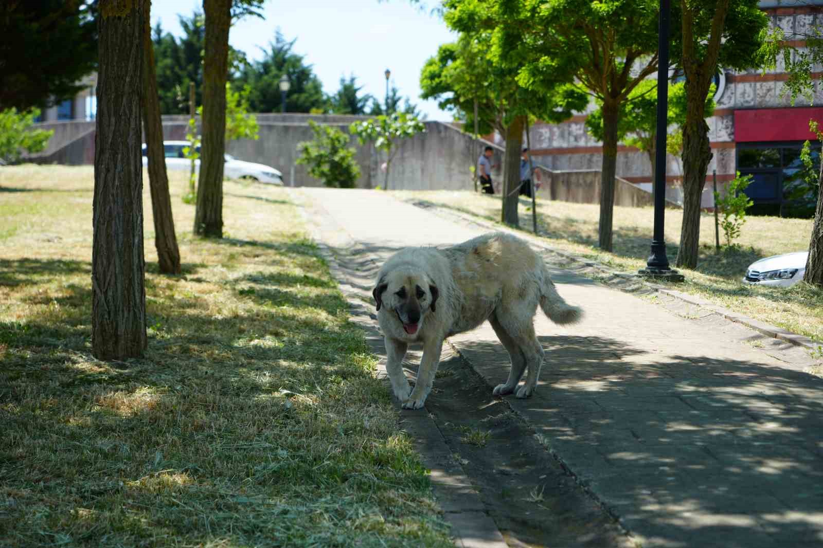 Kocaeli Üniversitesi’nde sahipsiz köpekler azaldı, öğrencilerin endişesi bitmedi 7 kocaeli universitesinde sahipsiz kopekler azaldi ogrencilerin endisesi bitmedi 3 TpGnUaSC