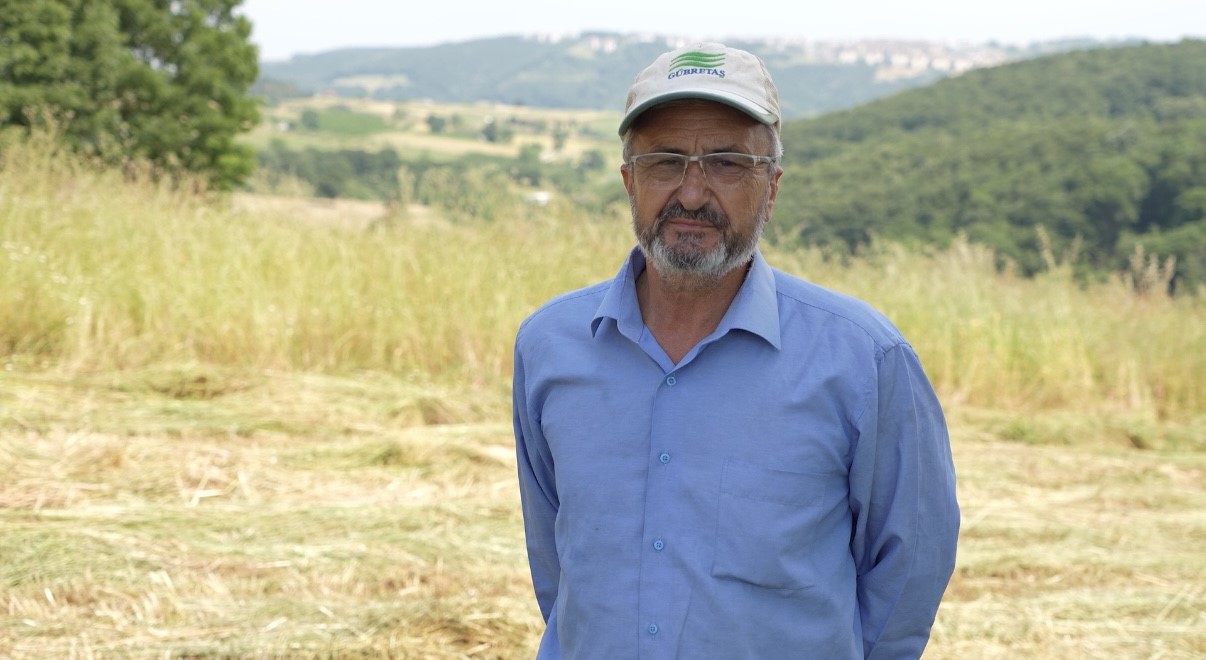 Kocaeli’de süt otu çiftçiye can suyu oldu 7 kocaelide sut otu ciftciye can suyu oldu 3 6rZYWNeT