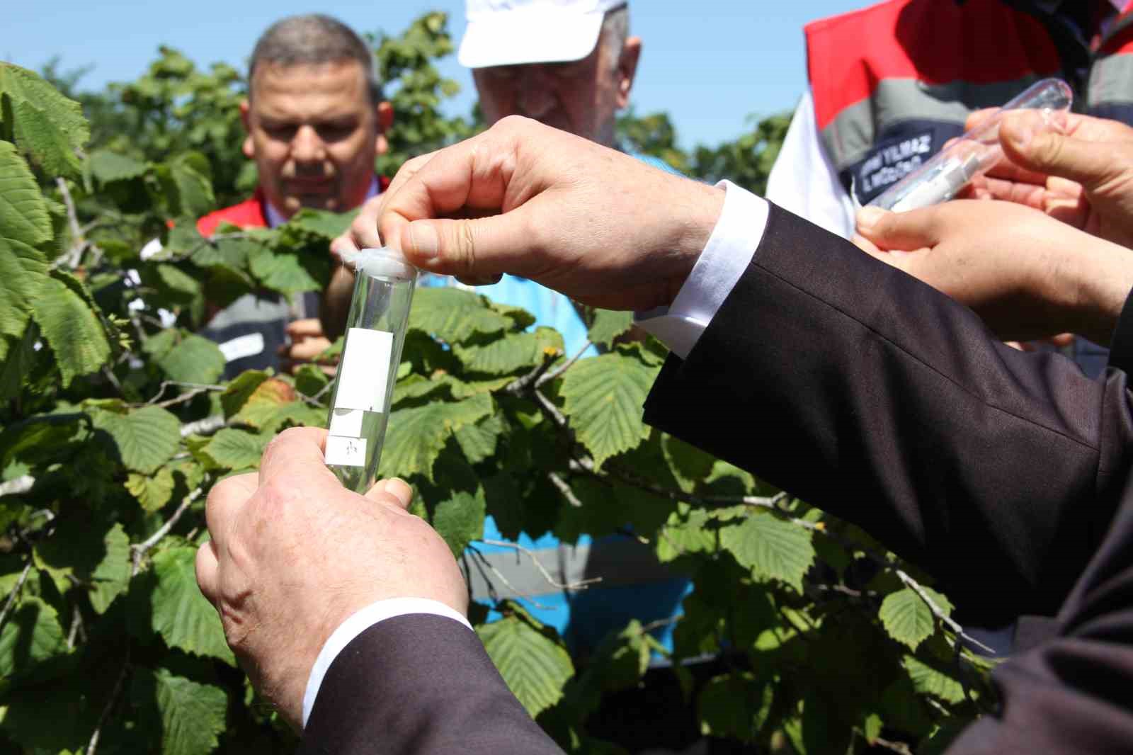 Kokarcanın sonunu samuray arısı getirecek: 1,65 milyonluk biyolojik savaş 4 kokarcanin sonunu samuray arisi getirecek 165 milyonluk biyolojik savas 0 LFpr46On
