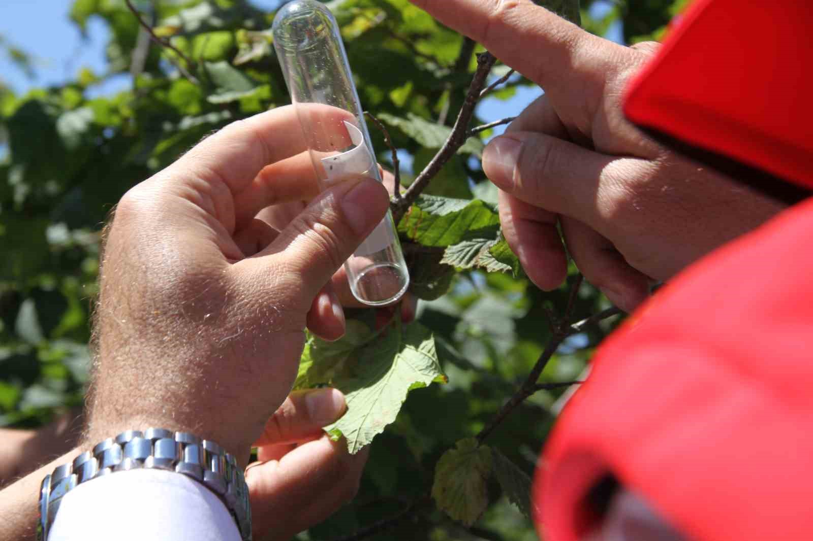 Kokarcanın sonunu samuray arısı getirecek: 1,65 milyonluk biyolojik savaş 6 kokarcanin sonunu samuray arisi getirecek 165 milyonluk biyolojik savas 2 DCyFLY7y