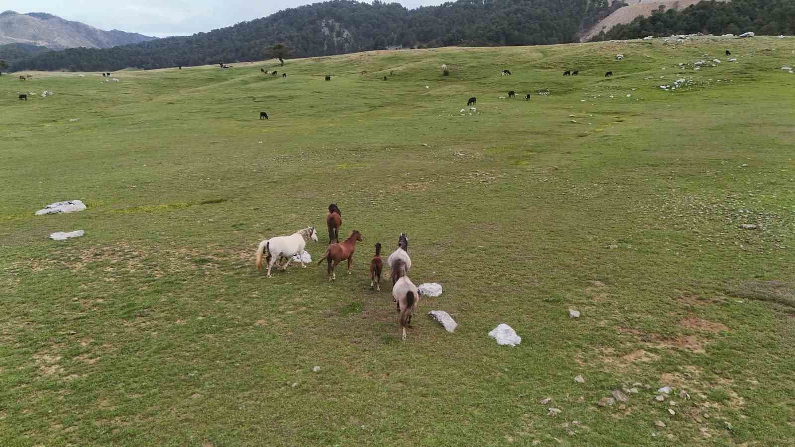 kokenleri osmanli suvari atlarina dayanan toroslarin ozgur ruhlari yilki atlari 2 hjHgZT41