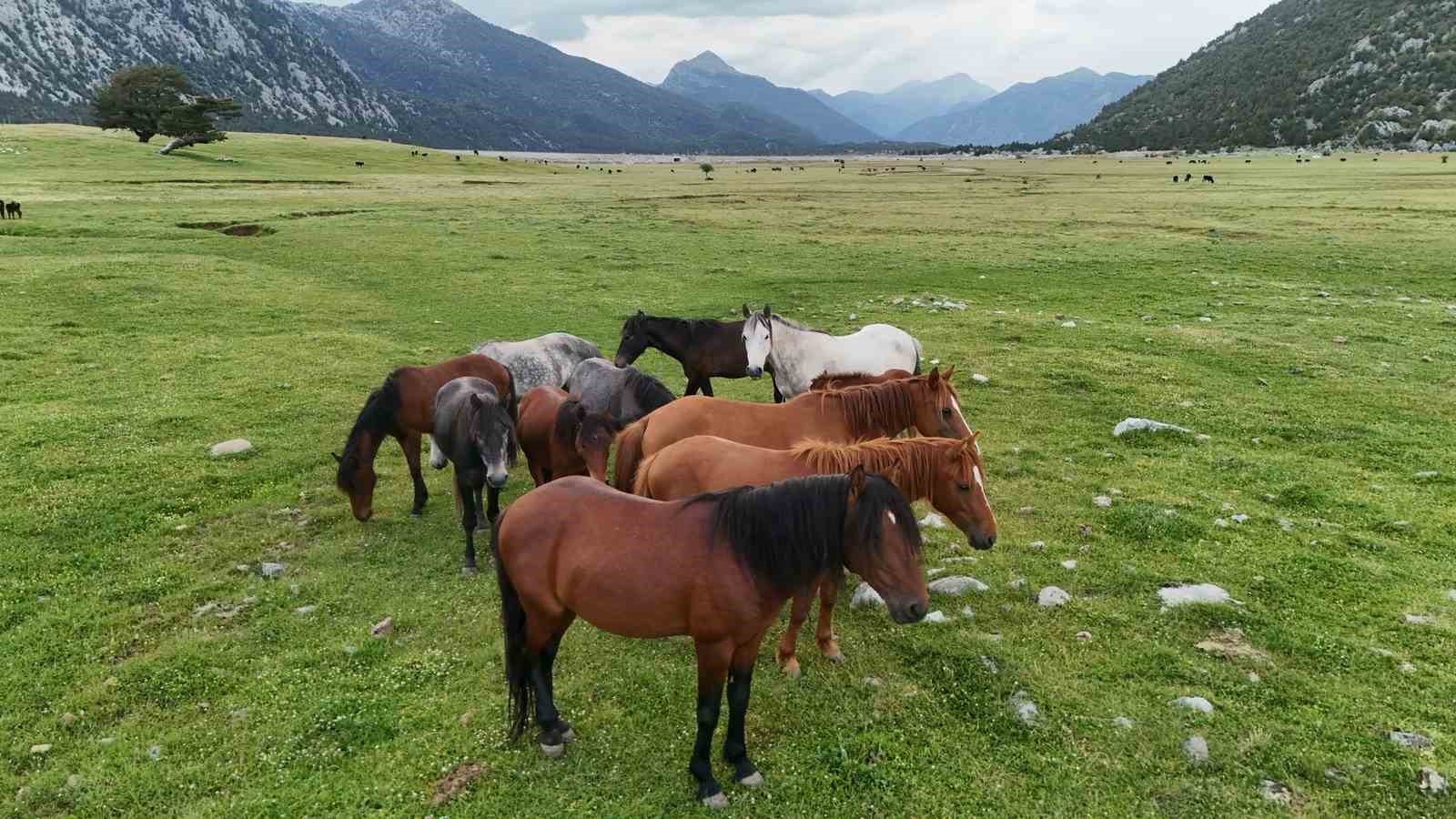 kokenleri osmanli suvari atlarina dayanan toroslarin ozgur ruhlari yilki atlari 3 gscujPJn