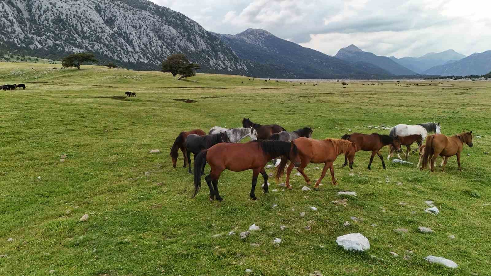 kokenleri osmanli suvari atlarina dayanan toroslarin ozgur ruhlari yilki atlari 7 AWqzYbDN