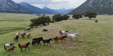 kokenleri-osmanli-suvari-atlarina-dayanan-toroslarin-ozgur-ruhlari-yilki-atlari-YKpaEFIR.jpg