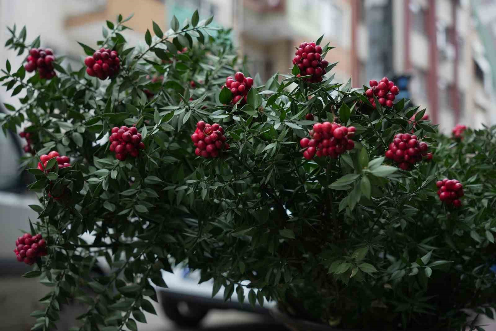 kokina hirsizi sevimli kopek kameraya yakalandi 4