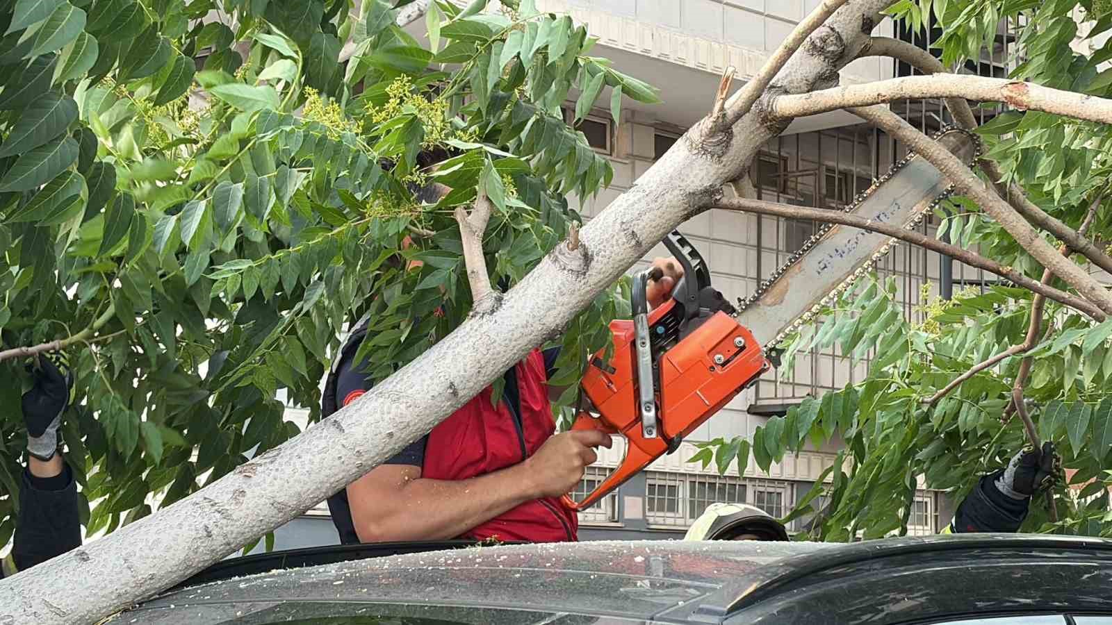 Kökü duvarın altında olan ağaç aracın üzerine devrildi 7 koku duvarin altinda olan agac aracin uzerine devrildi 3 2ZYJe1g9