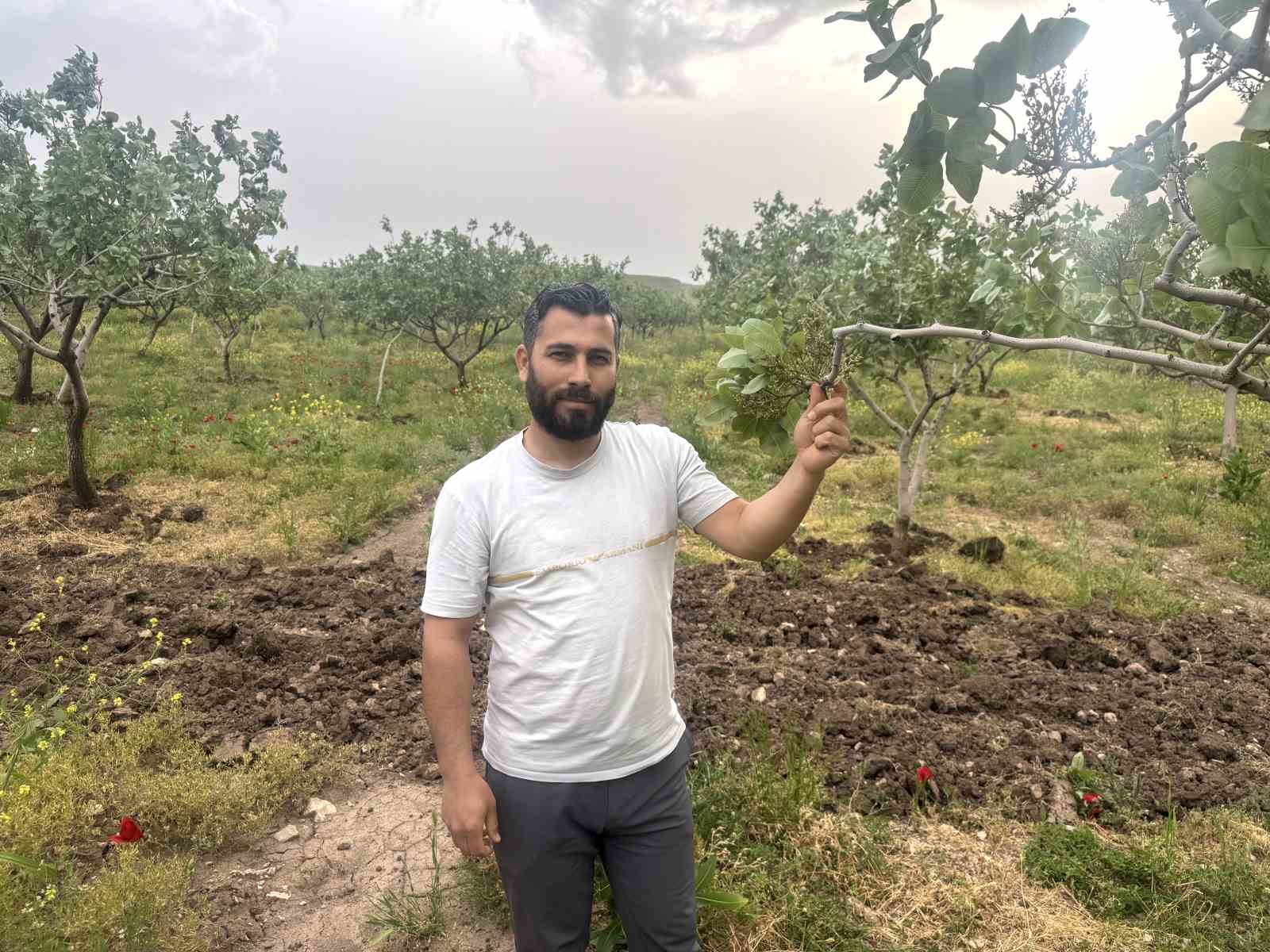 Komşu illerde aşırı yağışlar nedeniyle Siirt fıstığında rekolte ve talebin artması bekleniyor 5 komsu illerde asiri yagislar nedeniyle siirt fistiginda rekolte ve talebin artmasi bekleniyor 1 RDMdZb4V
