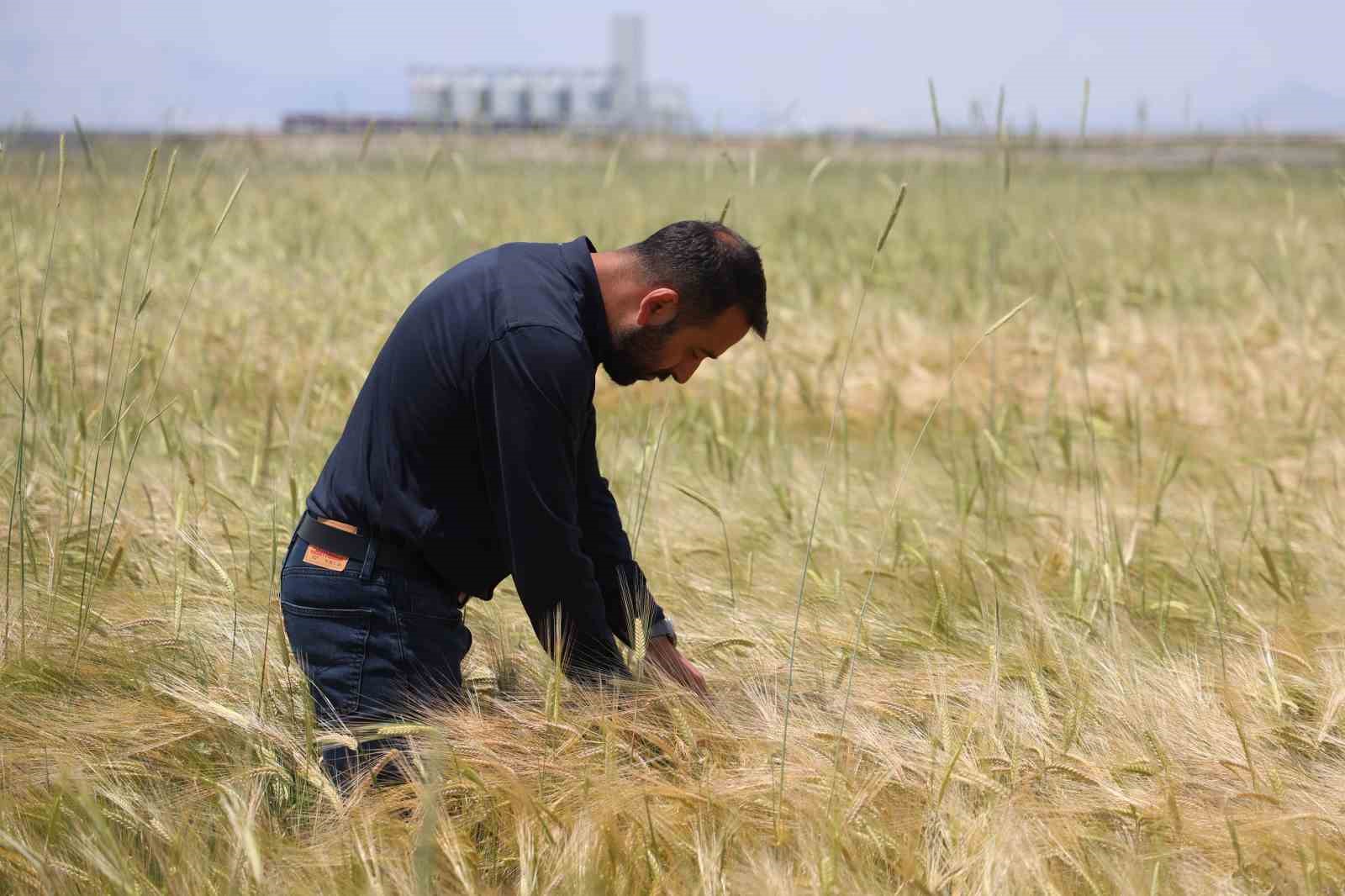 Konya Ovasında buğday rekoltesinde beklenti 2 milyon 200 bin ton 4 konya ovasinda bugday rekoltesinde beklenti 2 milyon 200 bin ton 0 CVmJIqwa