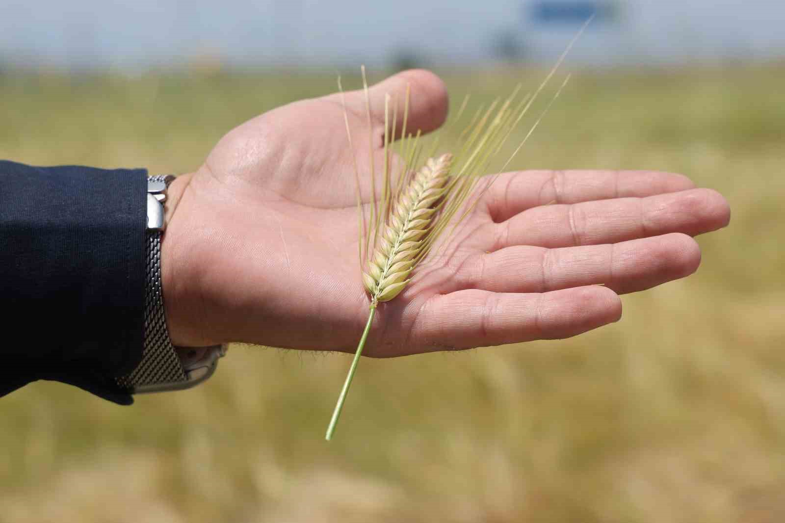 Konya Ovasında buğday rekoltesinde beklenti 2 milyon 200 bin ton 6 konya ovasinda bugday rekoltesinde beklenti 2 milyon 200 bin ton 2 YWAVF8O8
