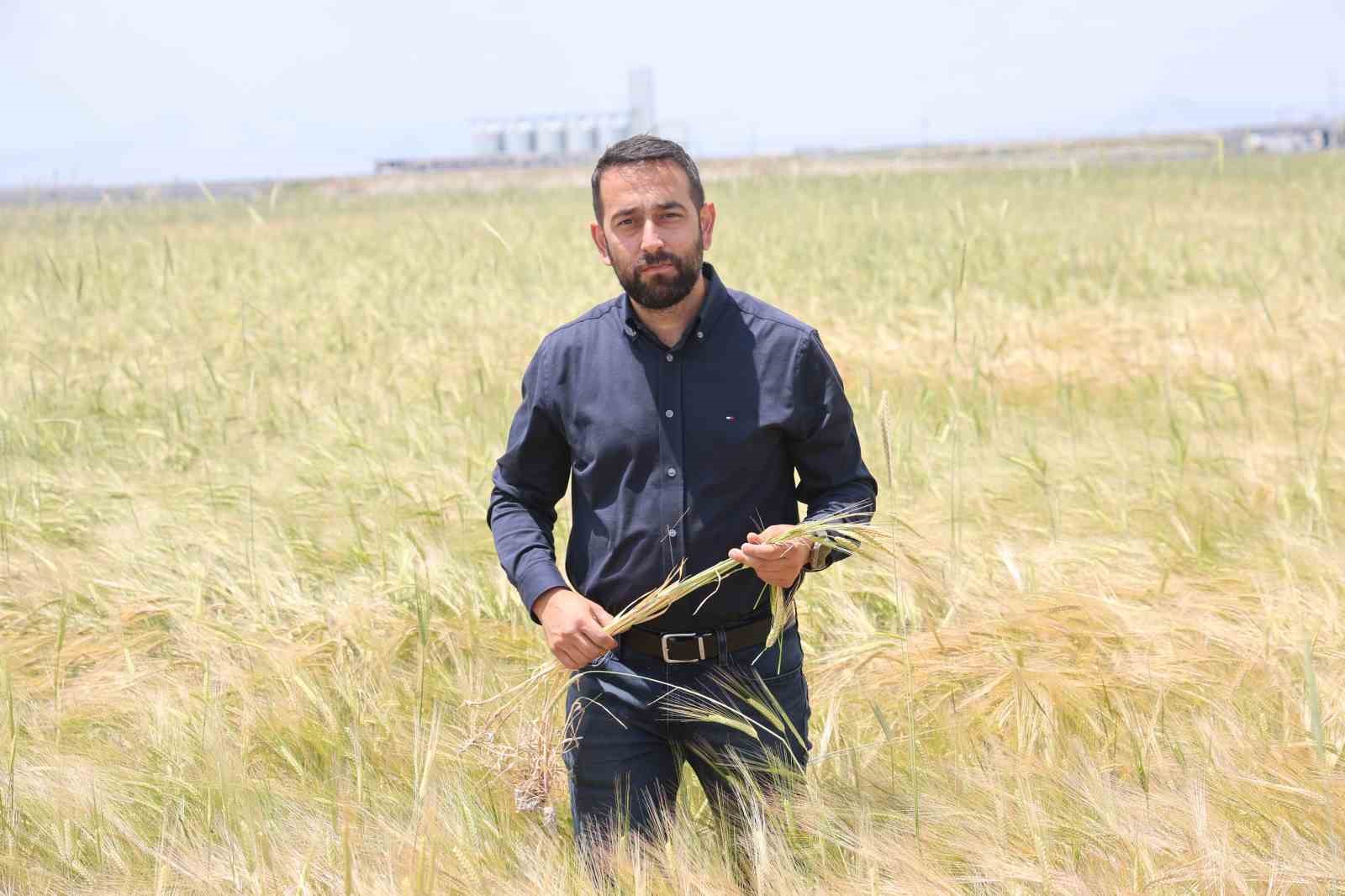 Konya Ovasında buğday rekoltesinde beklenti 2 milyon 200 bin ton 8 konya ovasinda bugday rekoltesinde beklenti 2 milyon 200 bin ton 4 j1eR5MIV