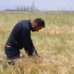 konya-ovasinda-bugday-rekoltesinde-beklenti-2-milyon-200-bin-ton-JLBeMedj.jpg