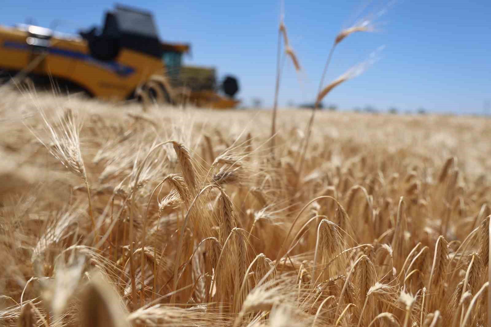 Konya Ovası’nda rekor beklenen hasat sezonu başladı 8 konya ovasinda rekor beklenen hasat sezonu basladi 4 kTJXu3G2