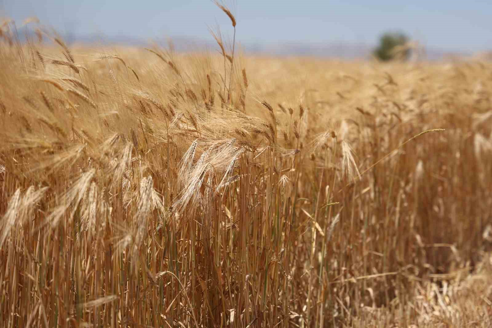 Konya Ovası’nda rekor beklenen hasat sezonu başladı 9 konya ovasinda rekor beklenen hasat sezonu basladi 5 29bkn4KK