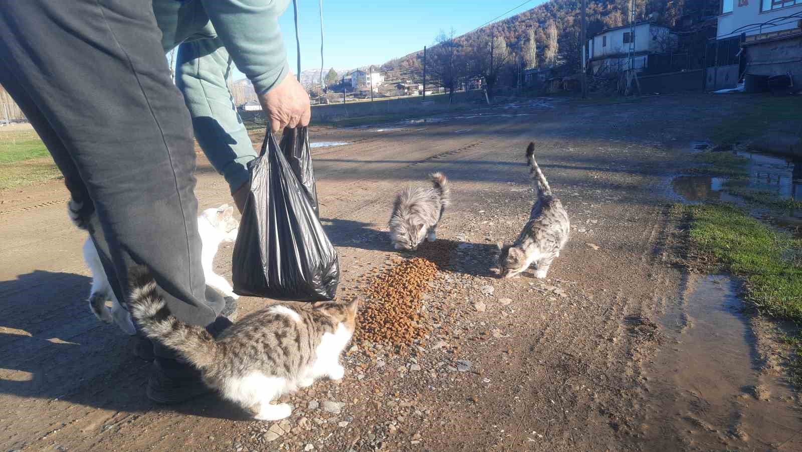 konyada ac kalan kediler icin 30 kilometre yol gitti 1 6TptkJmw