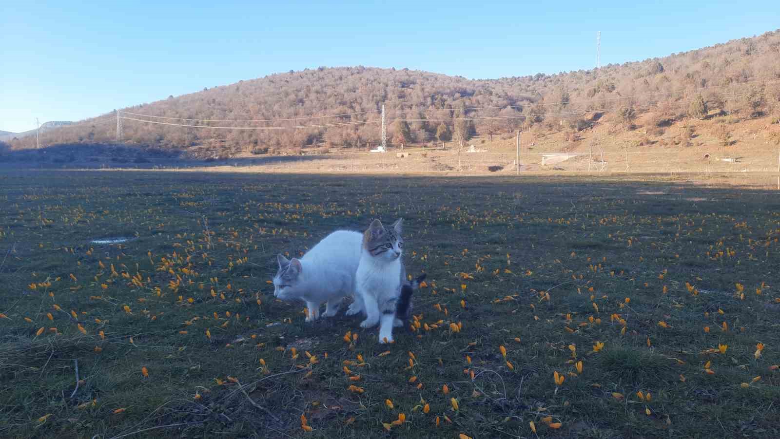 konyada ac kalan kediler icin 30 kilometre yol gitti 2 vRle1AOt