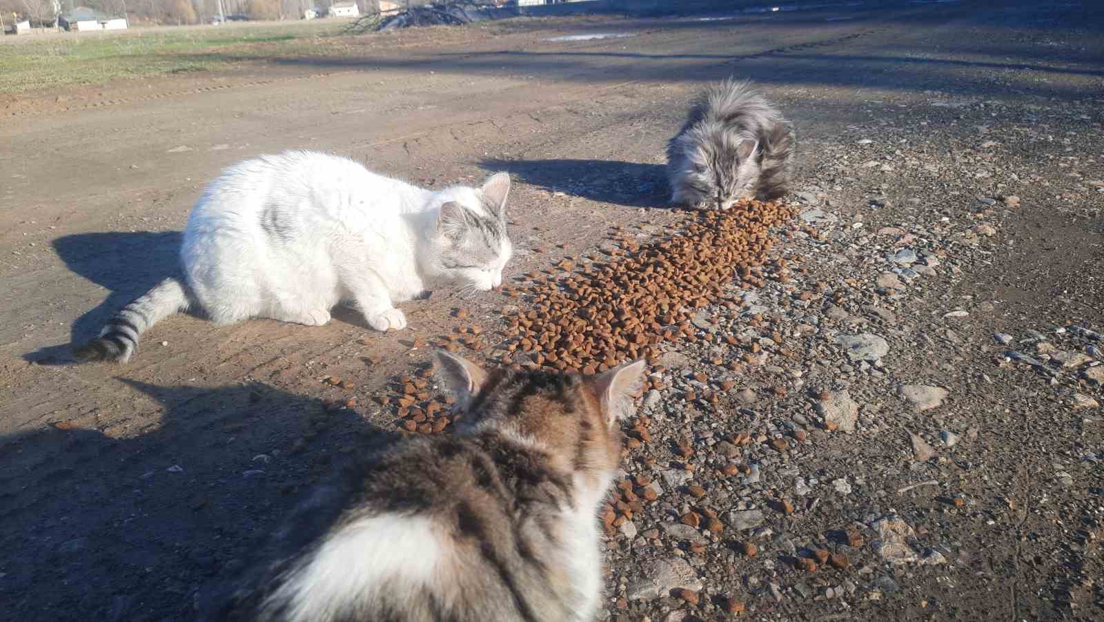 konyada ac kalan kediler icin 30 kilometre yol gitti 3 miKWrdES