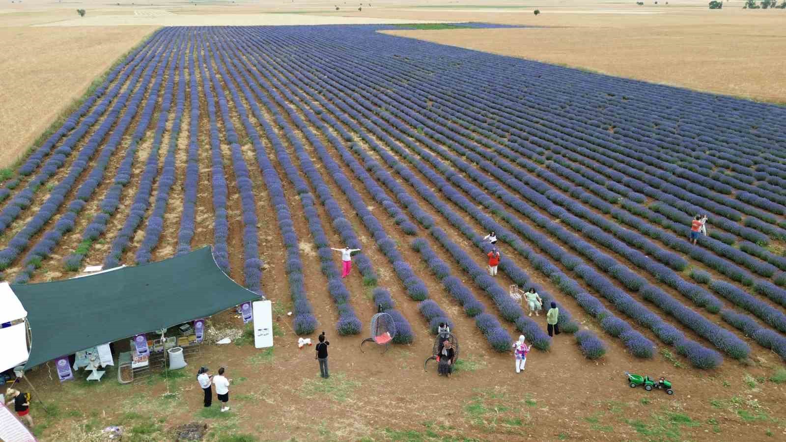 Konya’da görsel şölen sunan lavanta tarlası ziyaretçilerini ağırlıyor 4 konyada gorsel solen sunan lavanta tarlasi ziyaretcilerini agirliyor 0 m7scnKp4