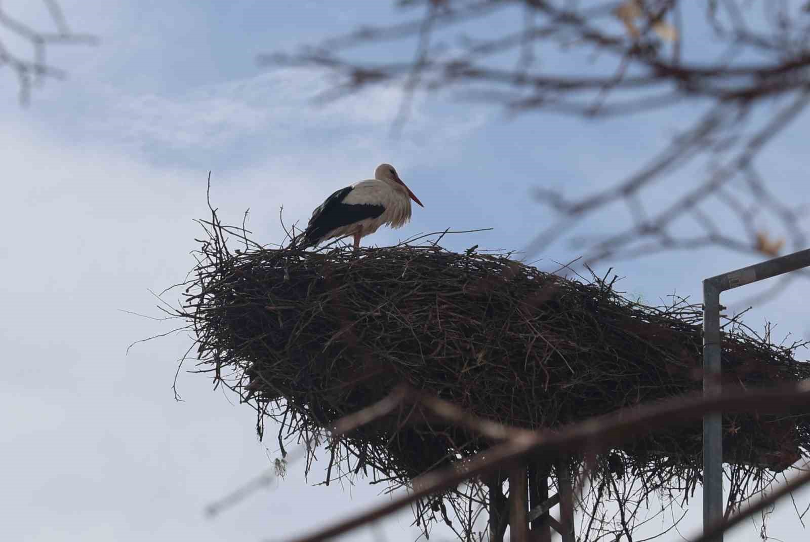 konyanin leylekleri direkteki yuvalarina geldi 1 JMB8pgBD