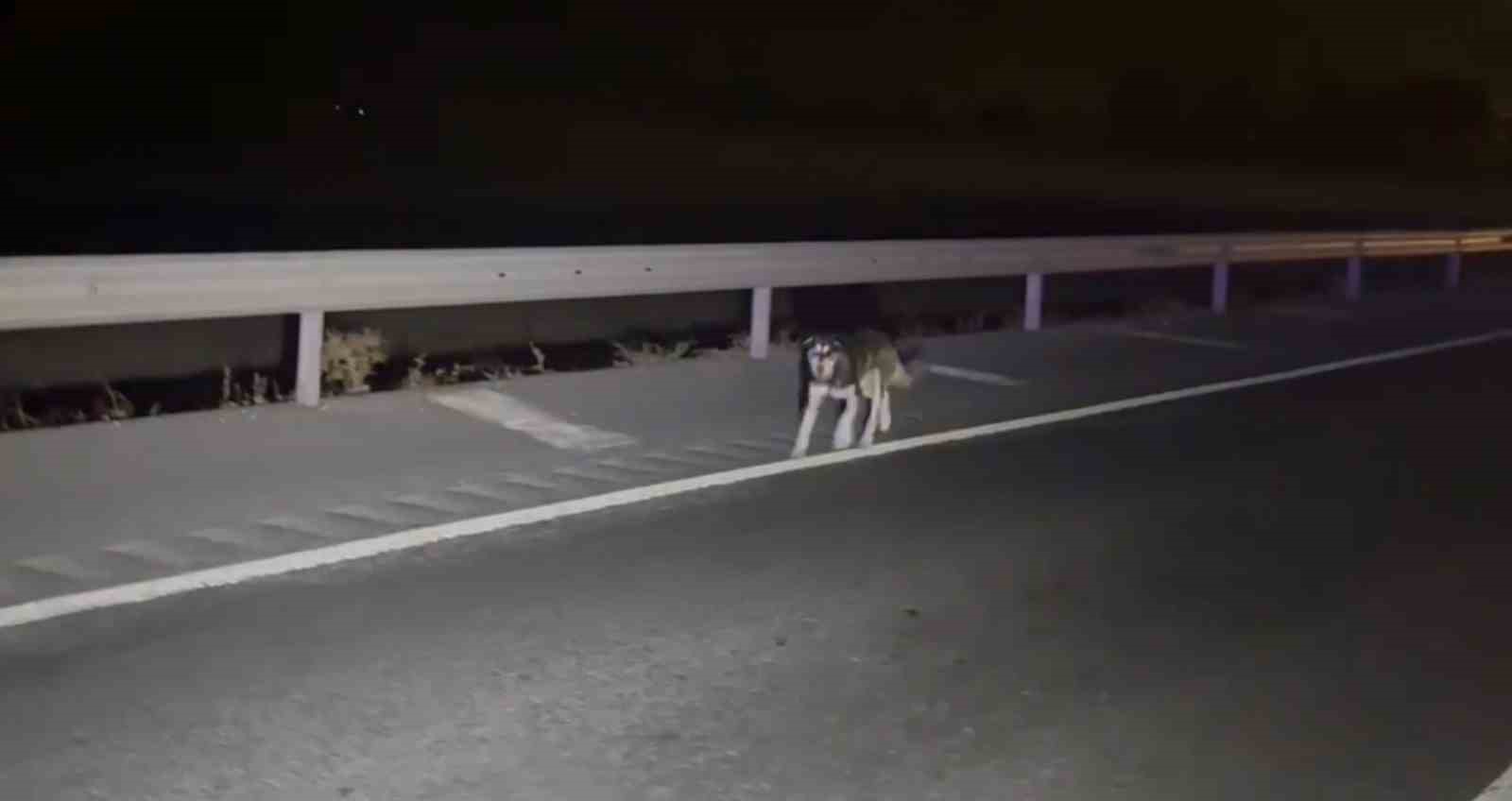 kopege carpmamak icin surucusunun manevra yaptigi pancar yuklu tir refuje devrildi 1 2X1OQ6hm