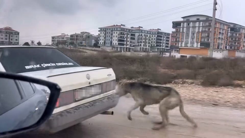kopegi aracin arkasina baglayarak seyretti 1
