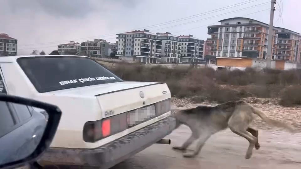 kopegi aracin arkasina baglayarak seyretti 2 2UifEWZz