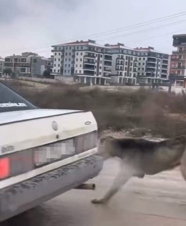 kopegi-aracin-arkasina-baglayarak-seyretti-wEtLppSb.jpg