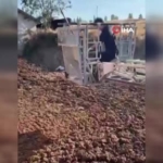 kopegi-gubre-cukurunda-bogulmaktan-son-anda-kurtardilar-RIKEmzMR.jpg
