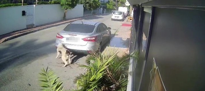 kopegi silahla vuran emekli polis icin 4 yila kadar hapis talebi 1 biQHY9hE