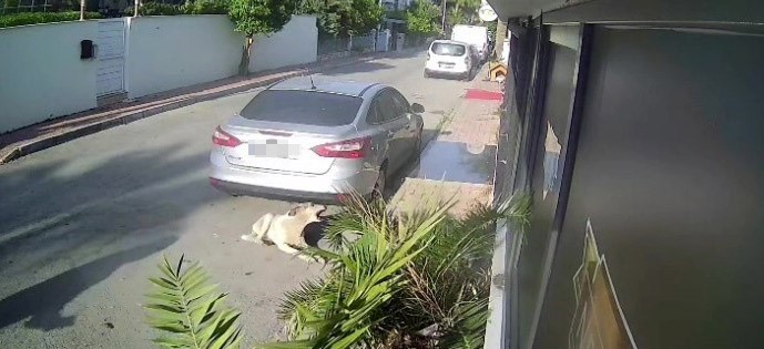 kopegi silahla vuran emekli polis icin 4 yila kadar hapis talebi 2 jrWf4WsP