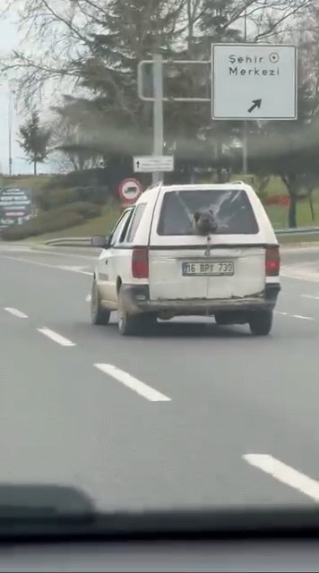 Köpeğin komik anları kamerada 5 kopegin komik anlari kamerada 1 k2VnkfMQ