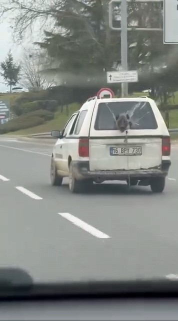 Köpeğin komik anları kamerada 6 kopegin komik anlari kamerada 2 3Yryu6JS