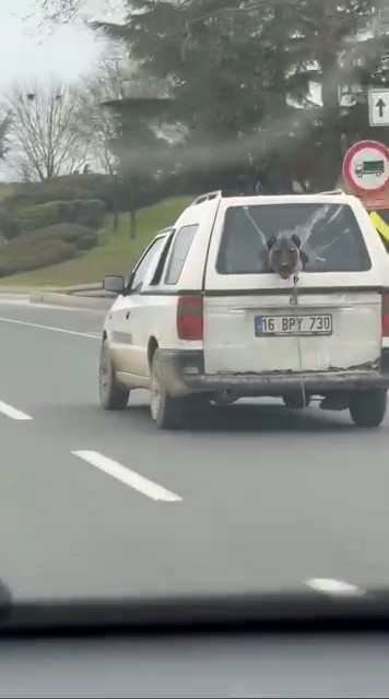 Köpeğin komik anları kamerada 7 kopegin komik anlari kamerada 3 OTbYwBsM