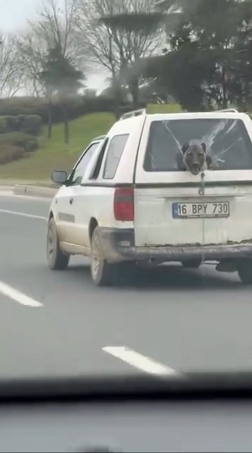 Köpeğin komik anları kamerada 8 kopegin komik anlari kamerada 4 tRWkOZEj