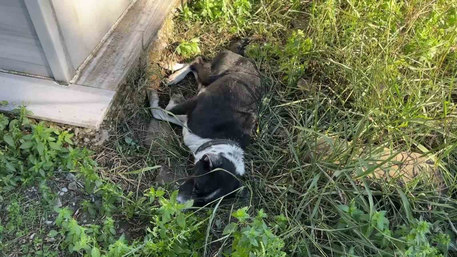 Köpeğin vefası: Sahibinin mezarından ayrılmayan köpek duygulandırdı 6 kopegin vefasi sahibinin mezarindan ayrilmayan kopek duygulandirdi 2 GkBdLgJu