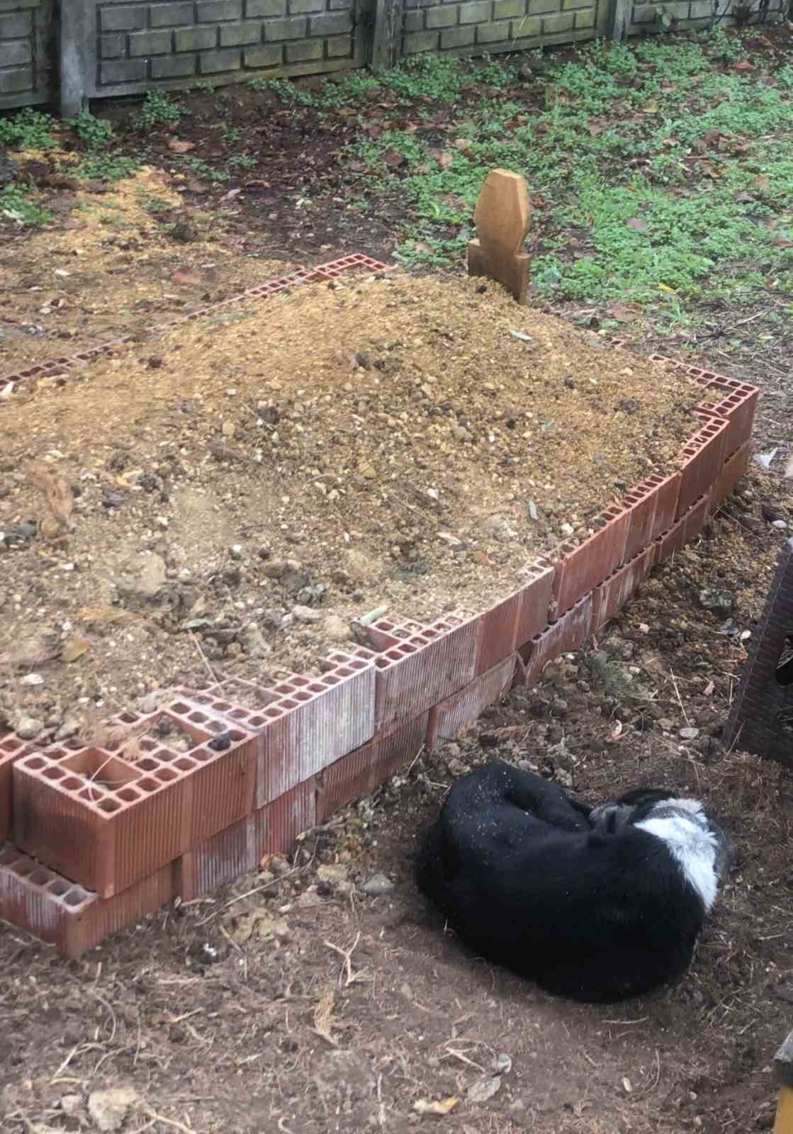 Köpeğin vefası: Sahibinin mezarından ayrılmayan köpek duygulandırdı 8 kopegin vefasi sahibinin mezarindan ayrilmayan kopek duygulandirdi 4