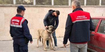 kopek-dovusturen-sahislara-jandarma-baskini12-gozalti-ZW2zZstR.jpg