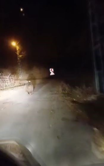 kopek sandigi ayiyi cep telefonu ile goruntuledi koca oglan diye seslendi 1 Mwg1NgvV