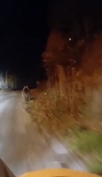 kopek sandigi ayiyi cep telefonu ile goruntuledi koca oglan diye seslendi 2 rPYMlFWr