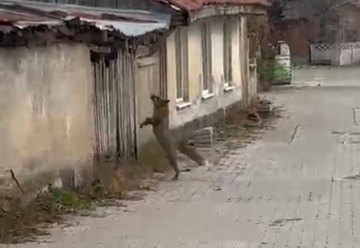 kopek seslerini duyan tilkinin yasadigi panik kamerada 1 dyOiktrd
