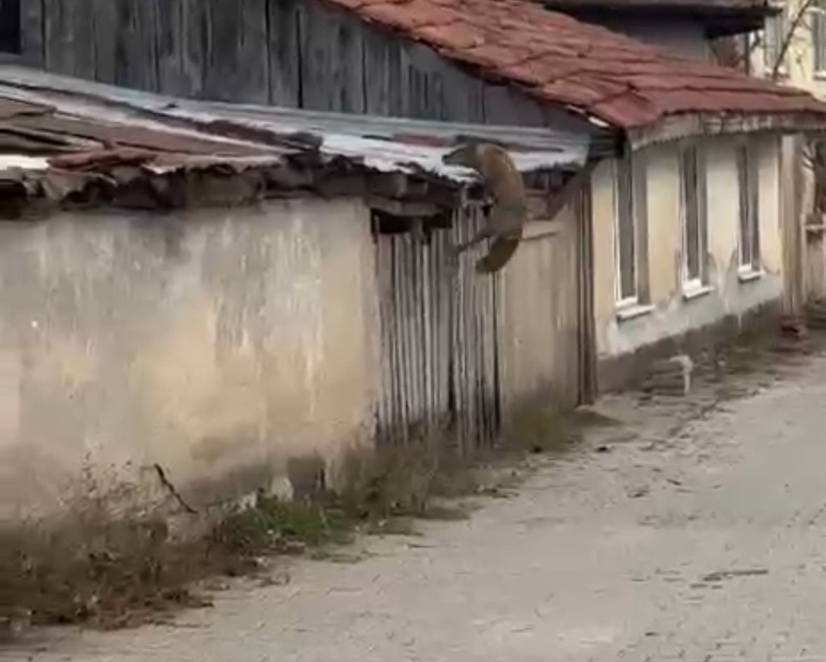 kopek seslerini duyan tilkinin yasadigi panik kamerada 2 Ecdj8TiM