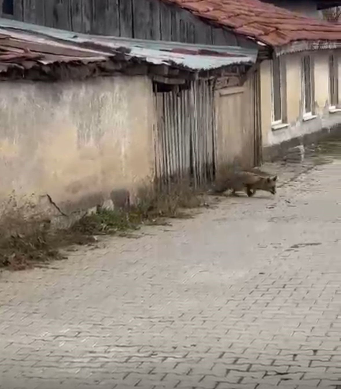 kopek seslerini duyan tilkinin yasadigi panik kamerada 3 QIzRwWqS