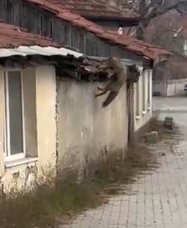kopek-seslerini-duyan-tilkinin-yasadigi-panik-kamerada-gx5aKdjb.jpg