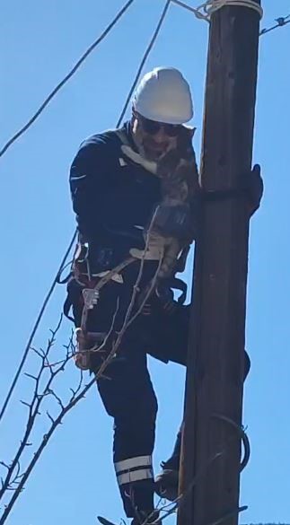 kopeklerden korkup elektrik diregine cikan kedi kurtarildi 2 cI7ECFyC